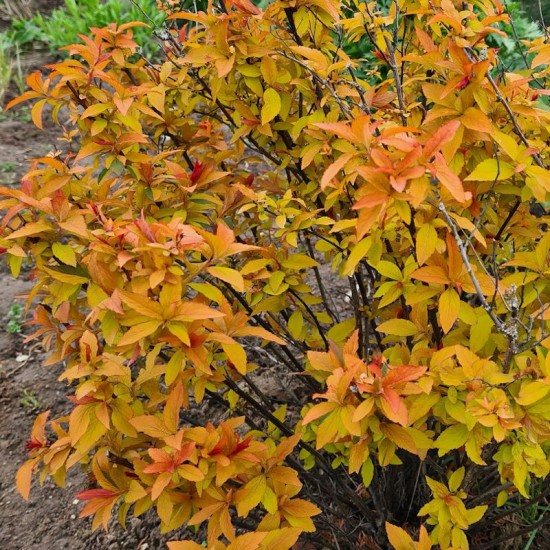 Lanksva japoninė (Spiraea japonica) ‘Golden Carpet‘