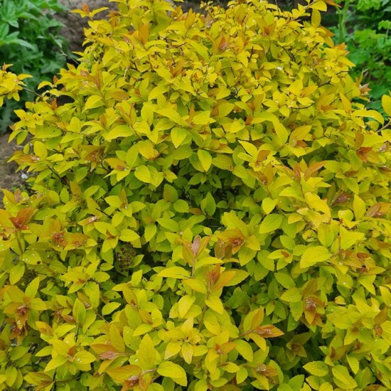 Lanksva japoninė (Spiraea japonica) ‘Golden Carpet‘