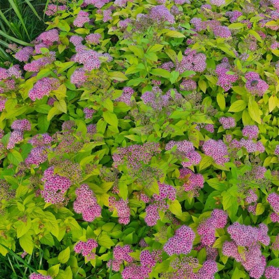 Lanksva japoninė (Spiraea japonica) ‘Golden Carpet‘