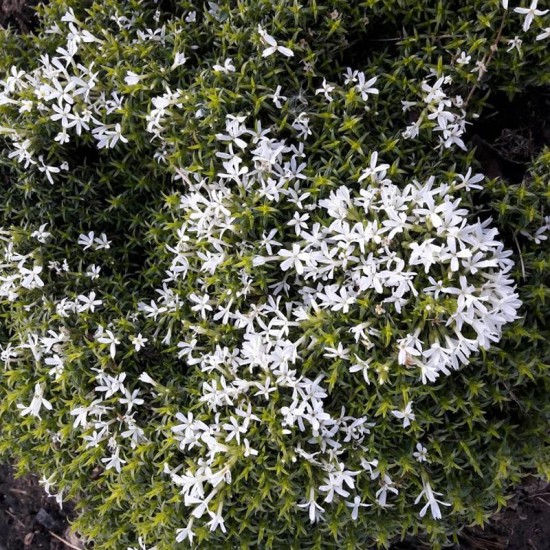 Flioksas (Fhlox douglasii) ‘Austromontana‘