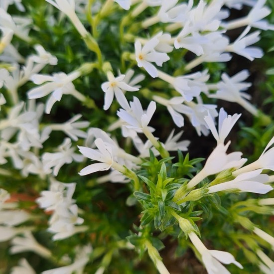 Flioksas (Fhlox douglasii) ‘Austromontana‘