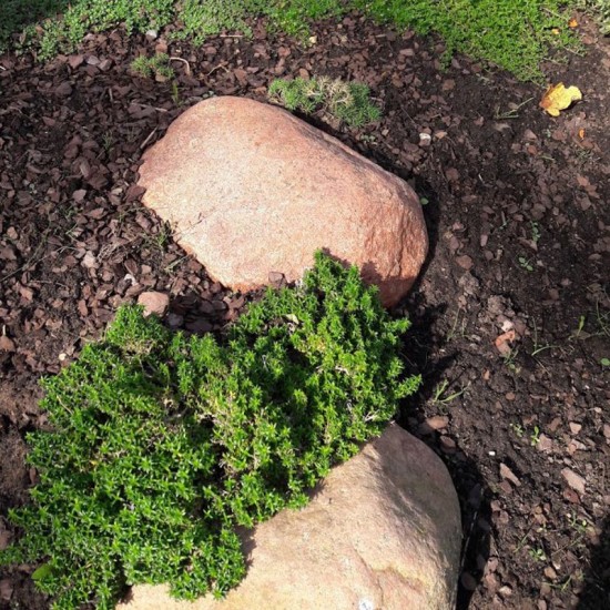 Flioksas (Fhlox douglasii) ‘Austromontana‘