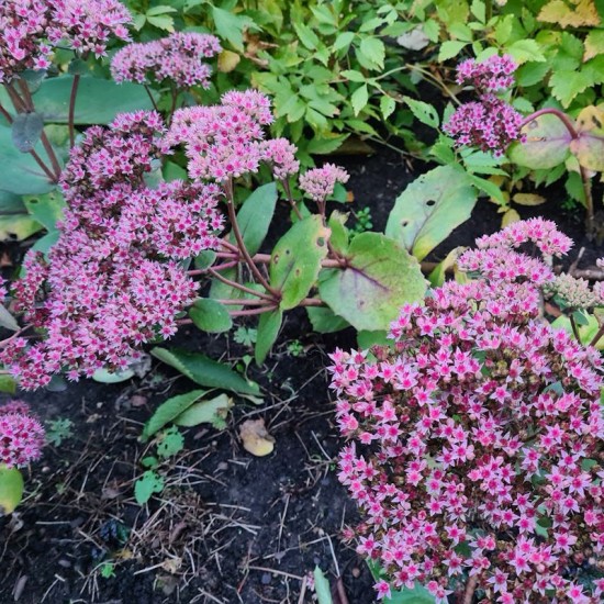 Šilokas telephium (Sedum) ‘Matrona‘