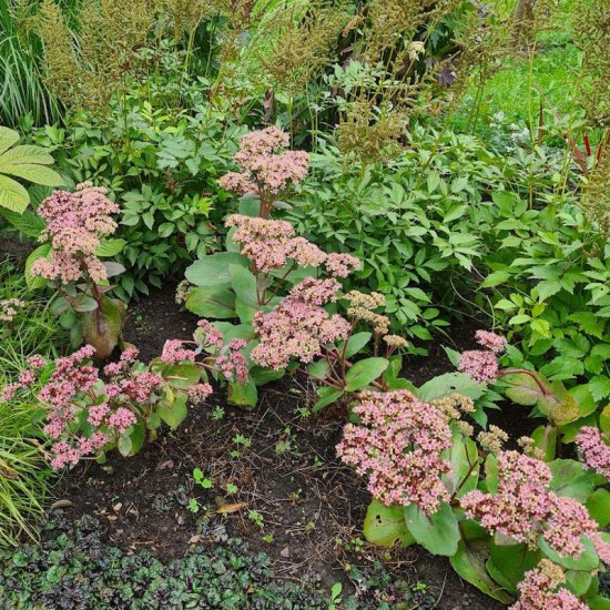 Šilokas telephium (Sedum) ‘Matrona‘