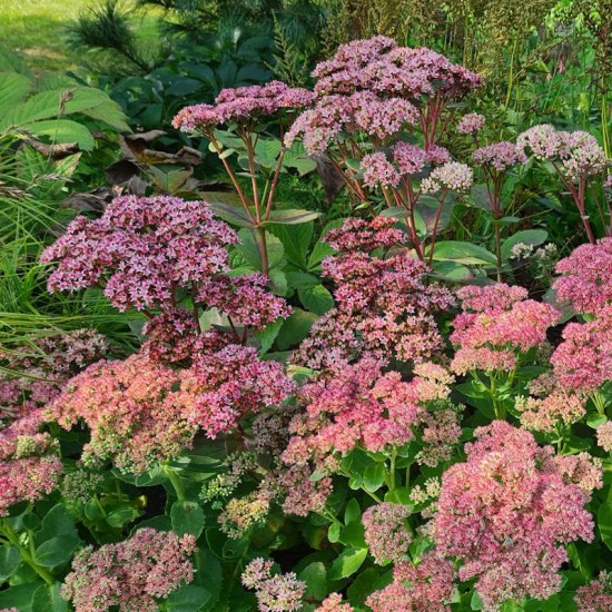 Šilokas telephium (Sedum) ‘Matrona‘