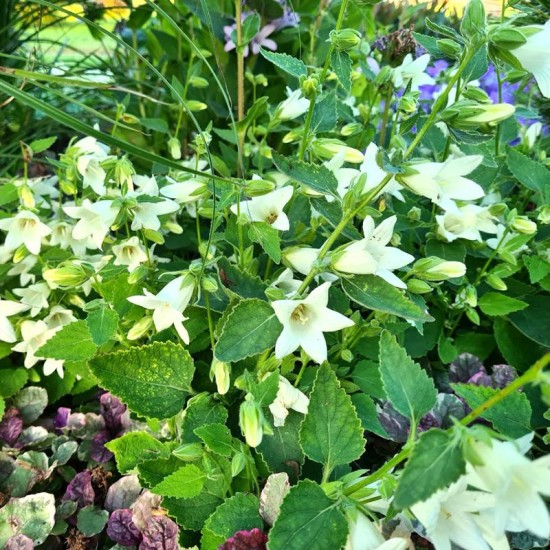 Katilėlis (Campanula) ‘Cremewit‘