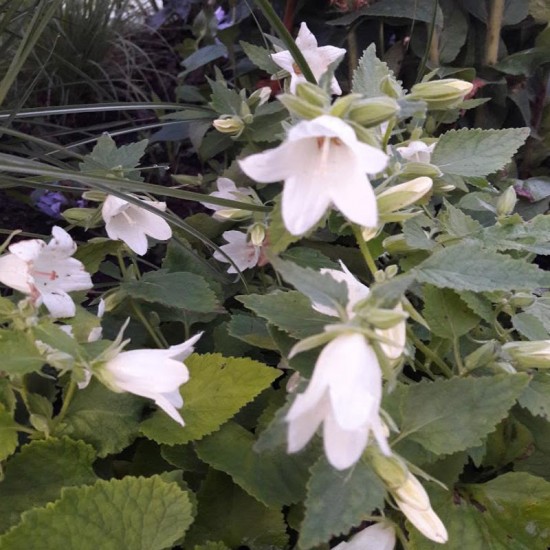 Katilėlis (Campanula) ‘Cremewit‘
