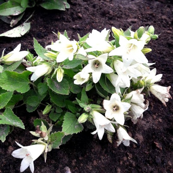 Katilėlis (Campanula) ‘Cremewit‘