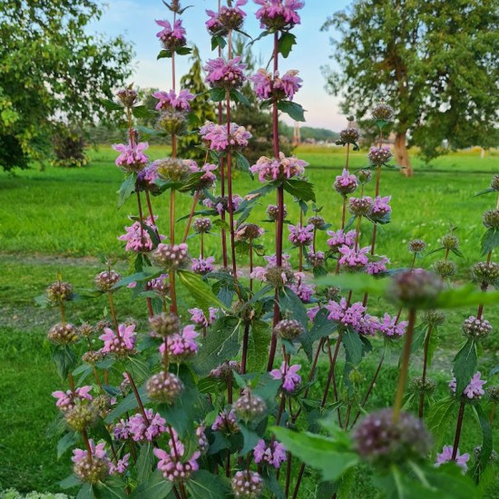 Gumbenė paprastoji (Phlomis tuberosa)‘Amazone‘