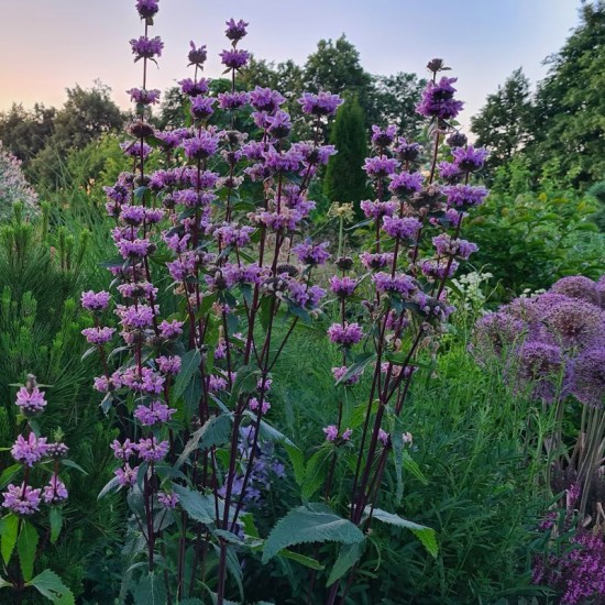 Gumbenė paprastoji (Phlomis tuberosa)‘Amazone‘