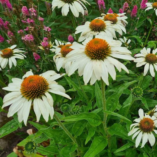 Ežiuolė rausvažiedė (Echinacea purpurea) ‘White Swan‘