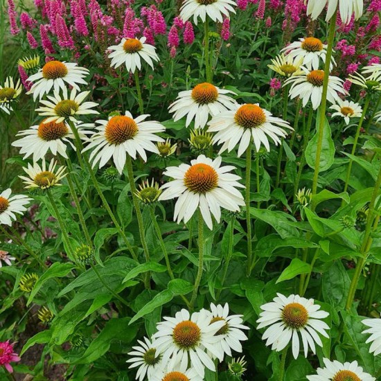 Ežiuolė rausvažiedė (Echinacea purpurea) ‘White Swan‘