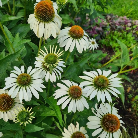 Ežiuolė rausvažiedė (Echinacea purpurea) ‘White Swan‘