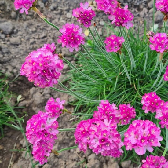 Gvaizdė pajūrinė (Armeria maritima) ‘Amanda Rose‘