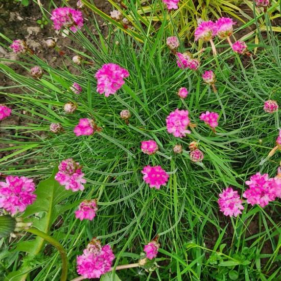Gvaizdė pajūrinė (Armeria maritima) ‘Amanda Rose‘