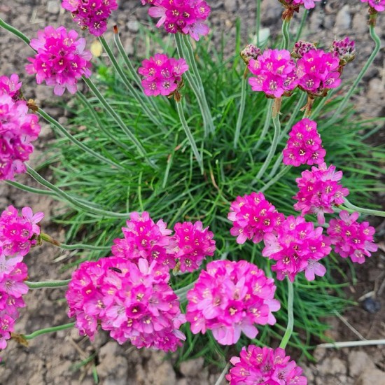 Gvaizdė pajūrinė (Armeria maritima) ‘Amanda Rose‘