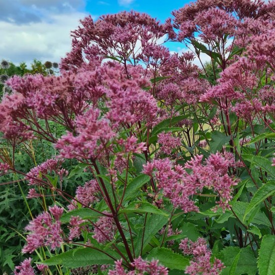 Kemeras (Eupatorium maculatum) ‘Purple Bush’