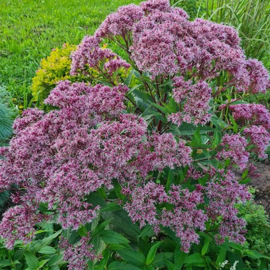 Kemeras (Eupatorium maculatum) ‘Purple Bush’