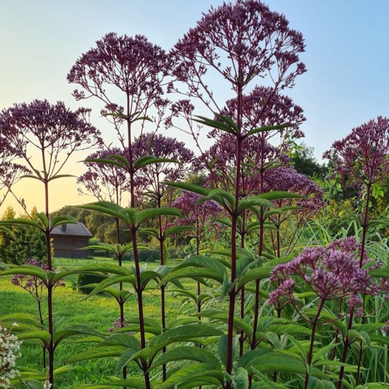 Kemeras (Eupatorium maculatum) ‘Purple Bush’
