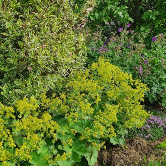 Rasakila švelnioji (Alchemilla mollis) ‘Robustica’