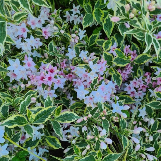 Veigėlė gražiažiedė (Weigela florida) 'Magical Rainbow'