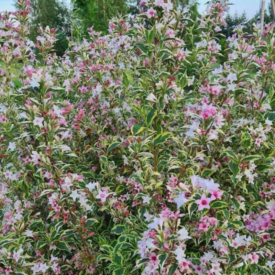 Veigėlė gražiažiedė (Weigela florida) 'Magical Rainbow'