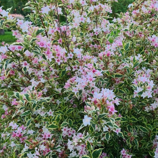 Veigėlė gražiažiedė (Weigela florida) 'Magical Rainbow'