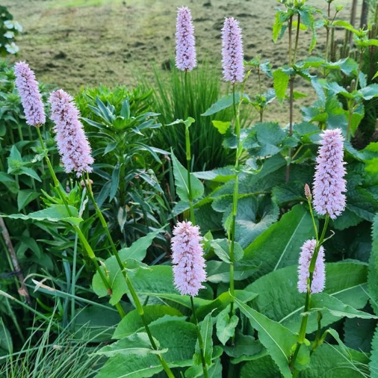 Rūgtis paprastoji (Persicaria Bistorta) ‘Superba‘