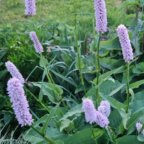 Rūgtis paprastoji (Persicaria Bistorta) ‘Superba‘