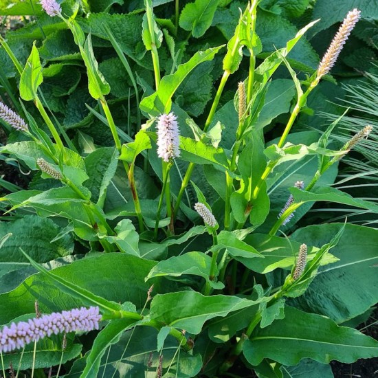 Rūgtis paprastoji (Persicaria Bistorta) ‘Superba‘