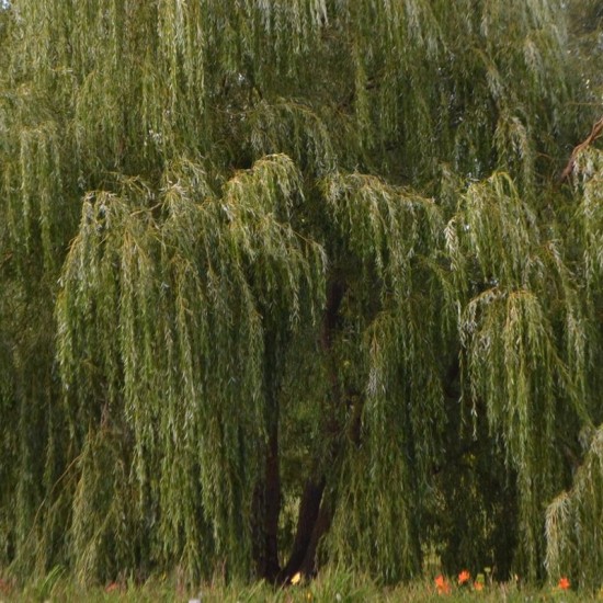 Gluosnis baltasis (Salix alba) 'Tristis'