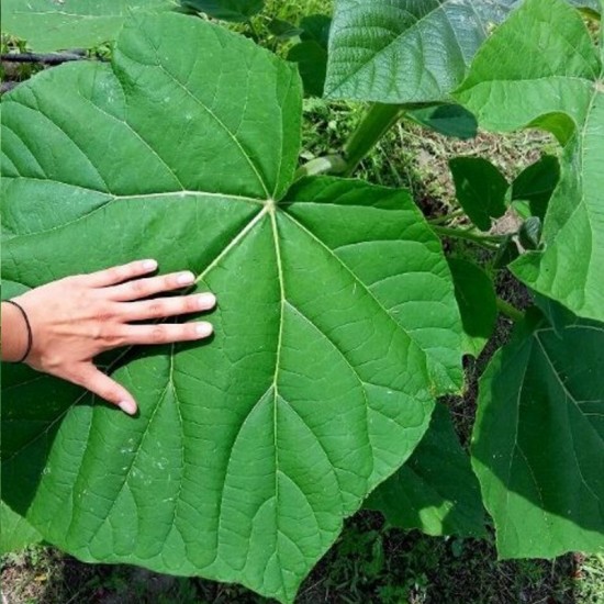 Paulovnija 9501 hibridas (Paulownia 9501 Hybrid)
