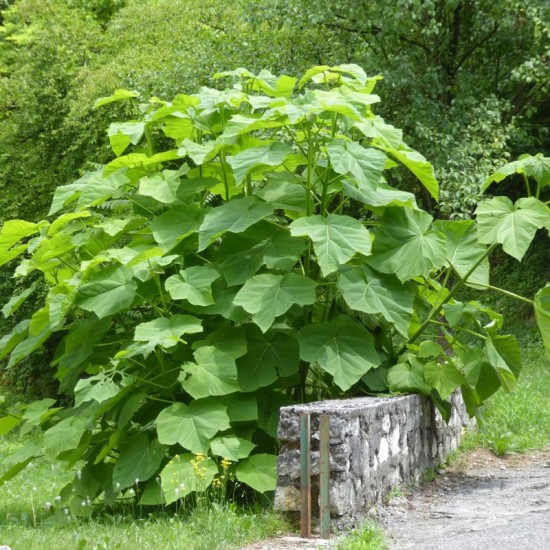 Paulovnija 9501 hibridas (Paulownia 9501 Hybrid)