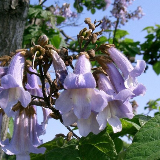 Paulovnija 9501 hibridas (Paulownia 9501 Hybrid)