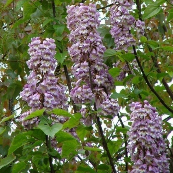 Paulovnija hibridas Pao Tong Z07 (Paulownia hybrid Pao Tong Z07)