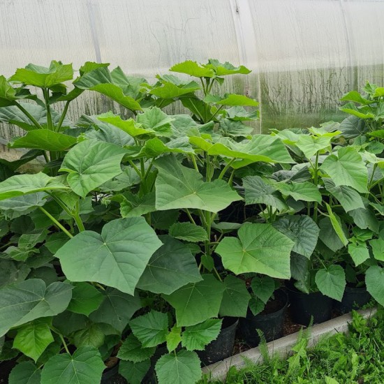 Paulovnija hibridas Pao Tong Z07 (Paulownia hybrid Pao Tong Z07)