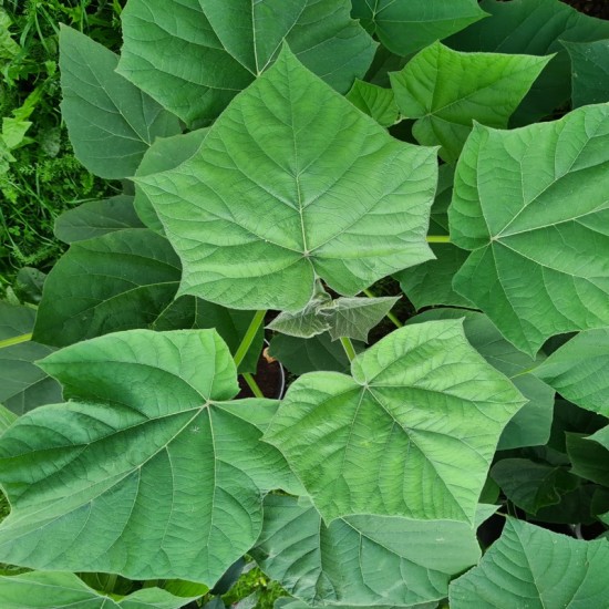 Paulovnija hibridas Pao Tong Z07 (Paulownia hybrid Pao Tong Z07)