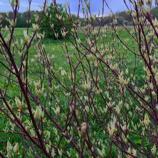 Sedula baltoji  (Cornus alba) 'Elegansima'