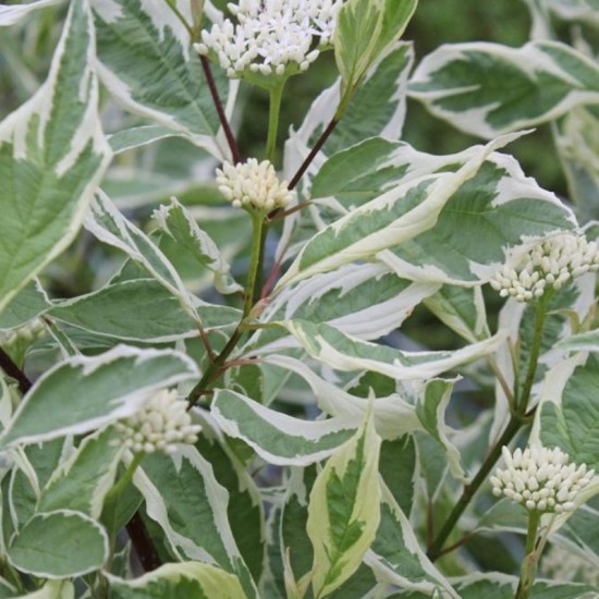 Sedula baltoji  (Cornus alba) 'Elegansima'