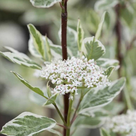 Sedula baltoji  (Cornus alba) 'Elegansima'