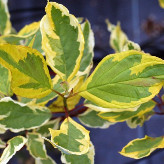Sedula baltoji (Cornus alba) 'Spaethii'