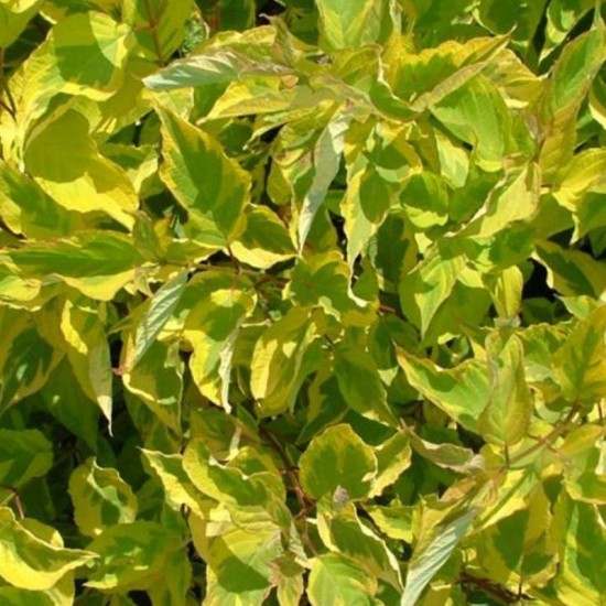 Sedula baltoji (Cornus alba) 'Spaethii'