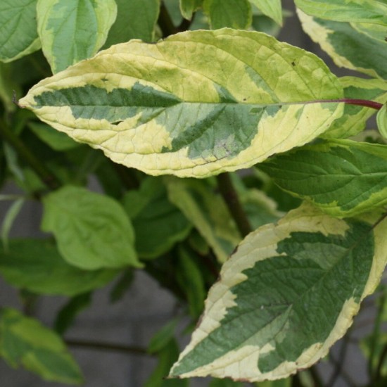 Sedula baltoji (Cornus alba) 'Spaethii'