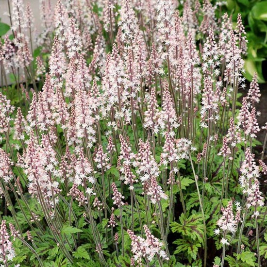 Tiarelė (Tiarella) 'Sylvan Lace'