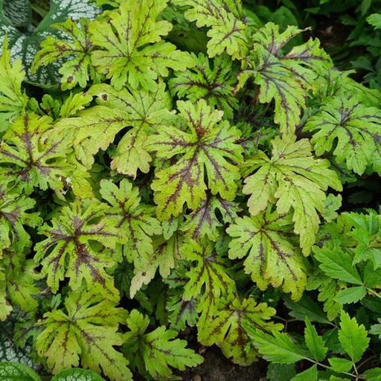 Tiarelė (Tiarella) 'Sylvan Lace'