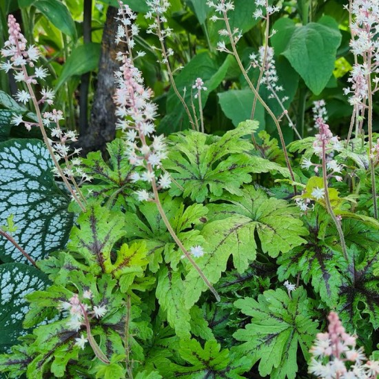 Tiarelė (Tiarella) 'Sylvan Lace'