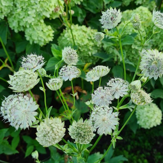 Astrantija didžioji (Astrantia major) ‘Shaggy‘