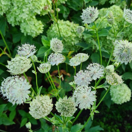 Astrancija didžioji (Astrantia major) ‘Shaggy‘