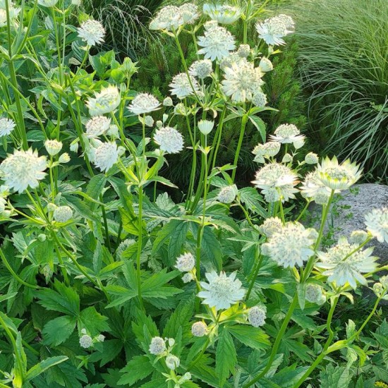 Astrancija didžioji (Astrantia major) ‘Shaggy‘