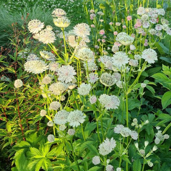 Astrancija didžioji (Astrantia major) ‘Shaggy‘